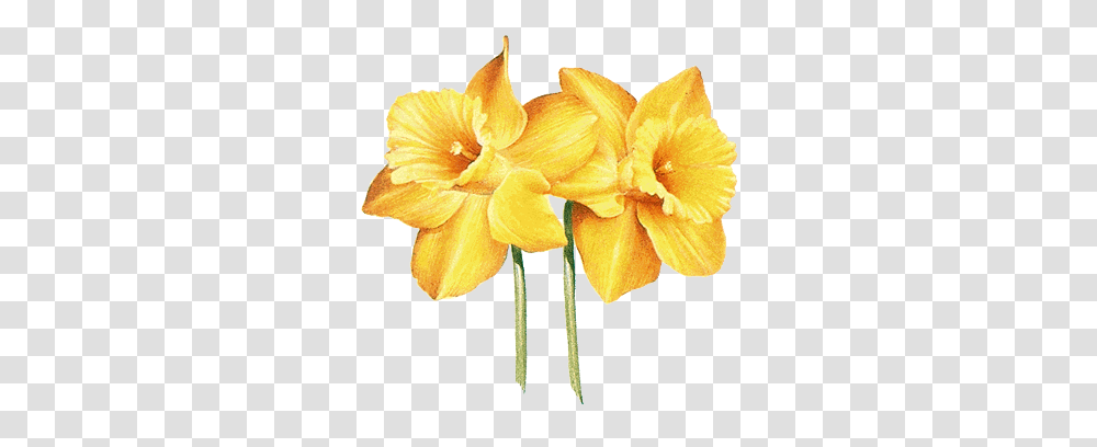 Daffodil Info1copypng Aurora Oregon Daffodil Flower March Tattoo, Plant, Blossom, Flower Arrangement, Anther Transparent Png