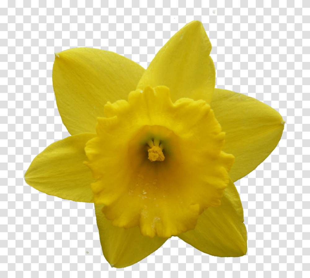 Daffodil Narcissus Flower Narcissus Flower, Plant, Blossom, Rose Transparent Png