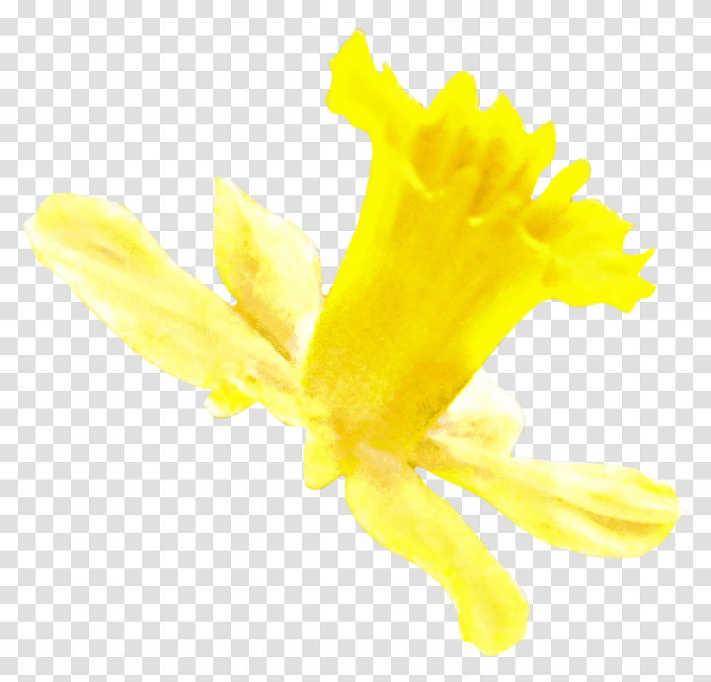 Daffodil Narcissus, Plant, Flower, Blossom, Anther Transparent Png