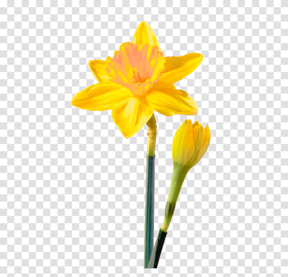 Daffodil Picture Arts, Plant, Flower, Blossom Transparent Png