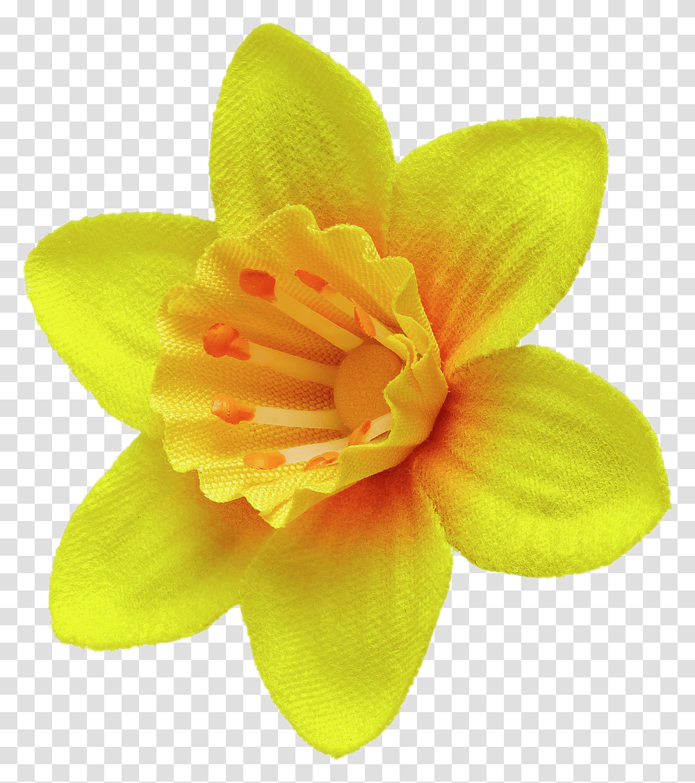 Daffodil Pin Marie Curie Daffodil, Plant, Flower, Blossom, Lily Transparent Png