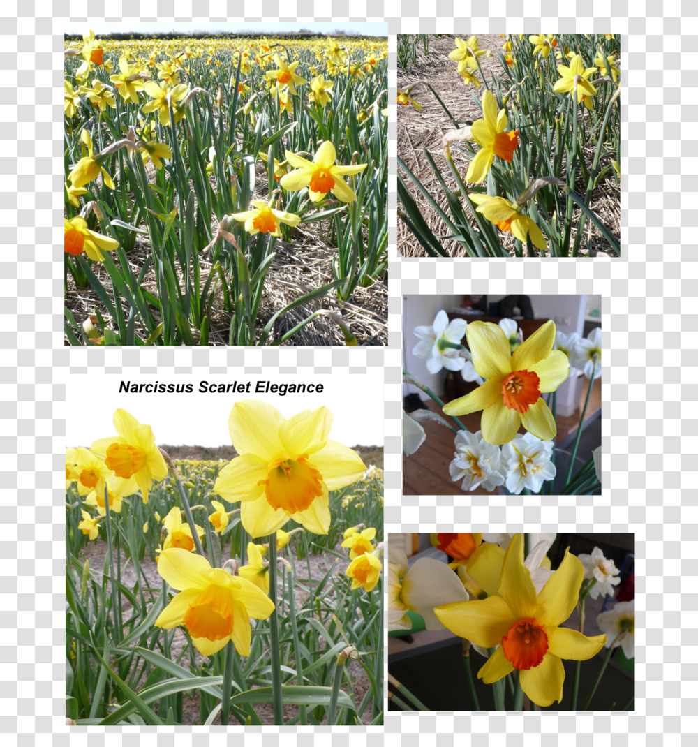 Daffodil, Plant, Flower, Blossom, Fish Transparent Png