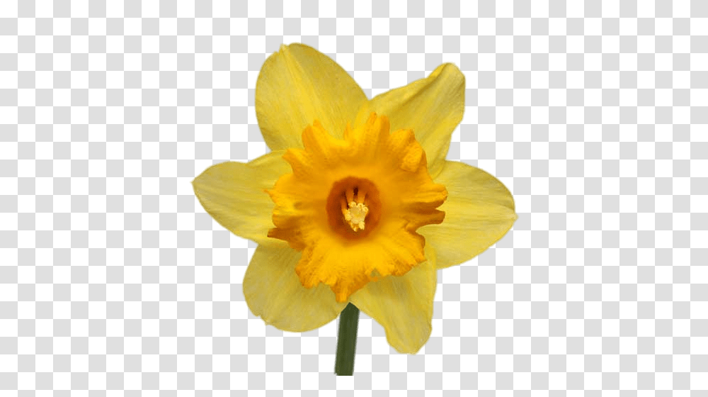 Daffodil, Plant, Flower, Blossom, Pollen Transparent Png