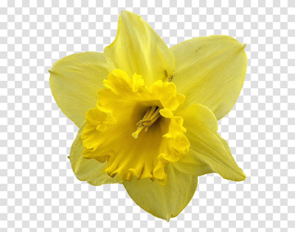 Daffodil, Plant, Flower, Blossom, Rose Transparent Png
