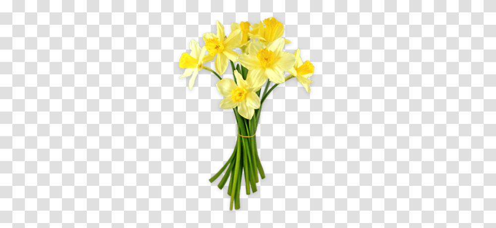 Daffodil, Plant, Flower, Blossom Transparent Png