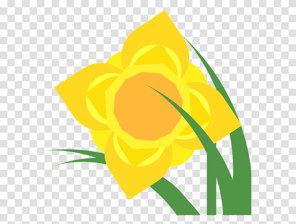 Daffodil, Plant, Rose, Flower, Blossom Transparent Png