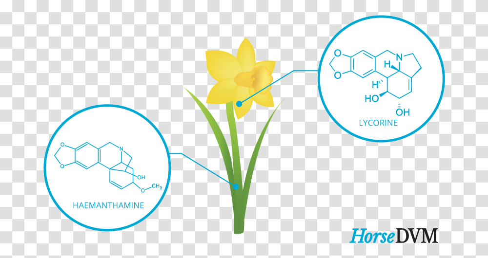 Daffodil Poisoning In Horses Language, Plant, Flower, Blossom, Anther Transparent Png