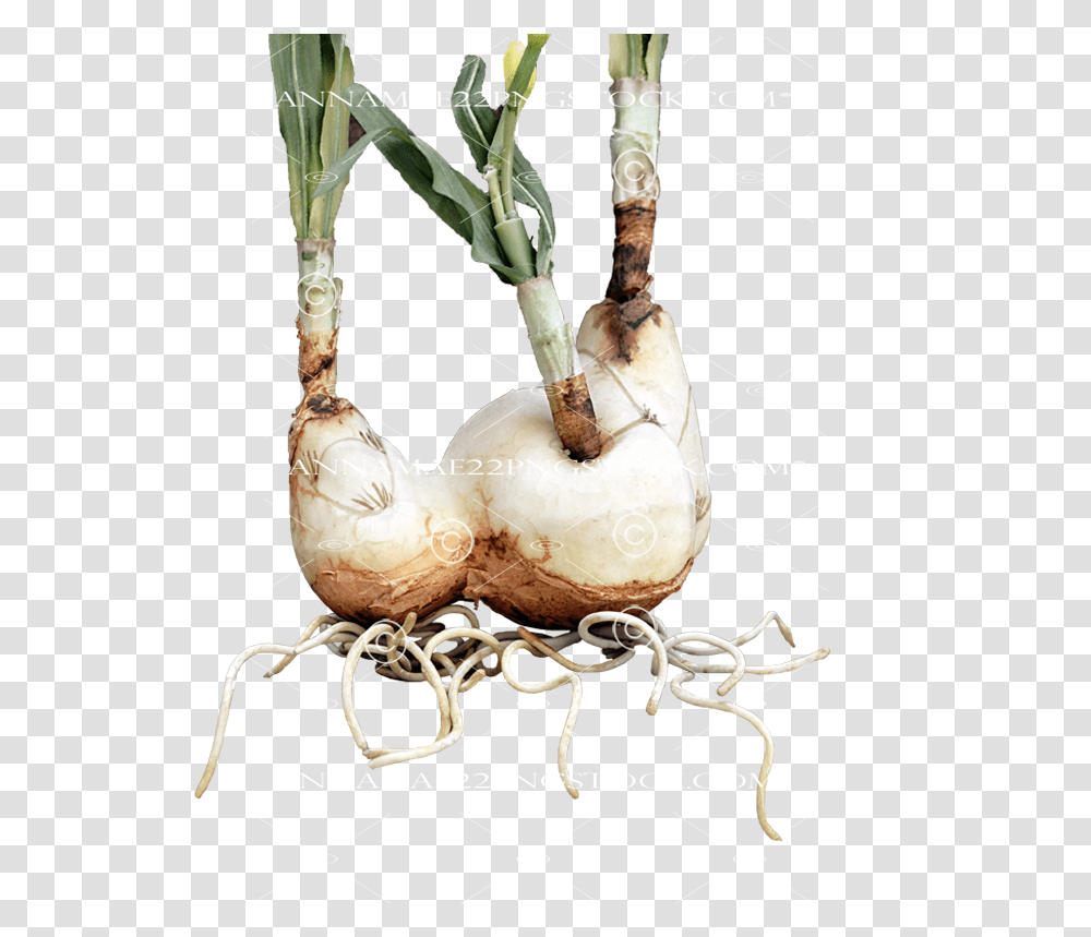 Daffodil Roots Stock Photo 0041 Image Welsh Onion, Plant, Produce, Food, Vegetable Transparent Png