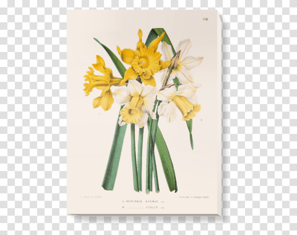 Daffodil Scientific Illustration, Plant, Flower, Blossom, Honey Bee Transparent Png