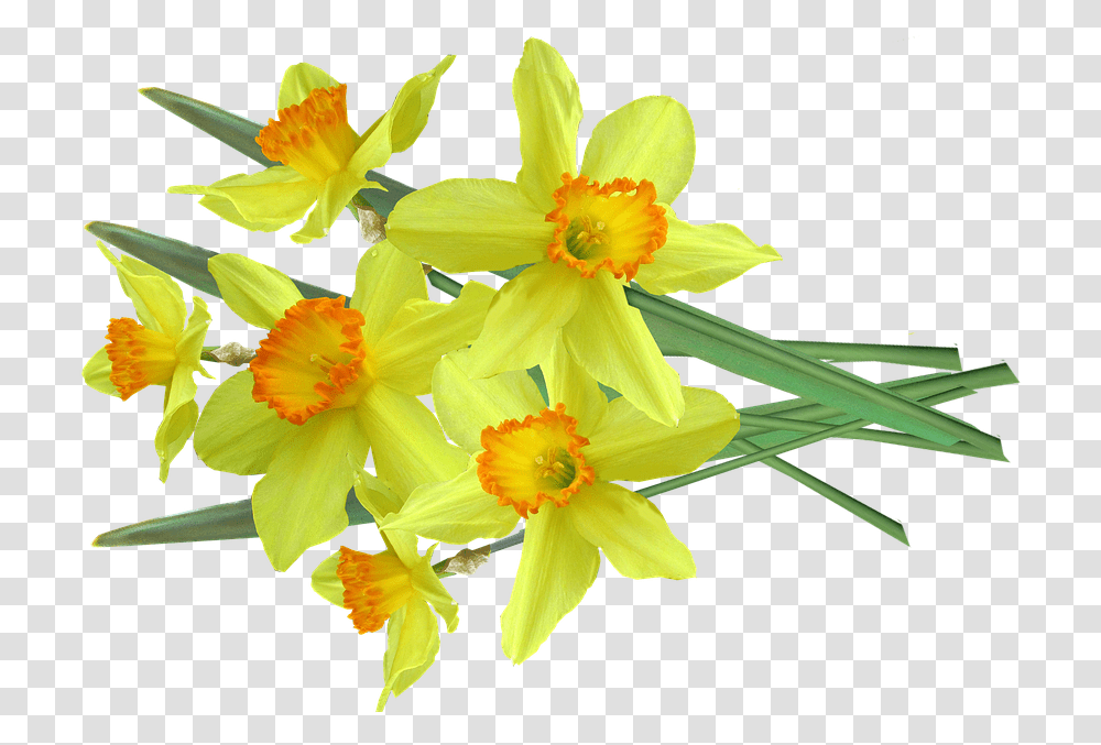 Daffodil Spring Flowers Free Photo On Pixabay Daffodil, Plant, Blossom Transparent Png