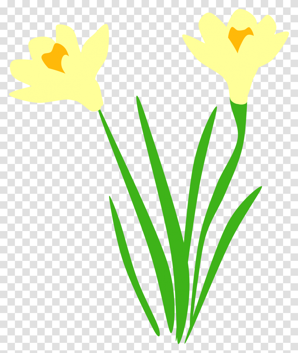 Daffodil Vector, Plant, Flower, Blossom, Amaryllidaceae Transparent Png