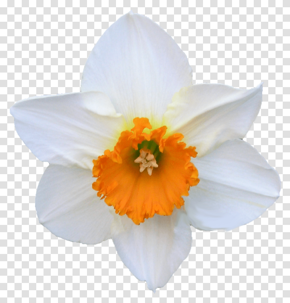 Daffodil White And Orange Flower Free White Daffodil Flower, Plant, Blossom, Pollen Transparent Png