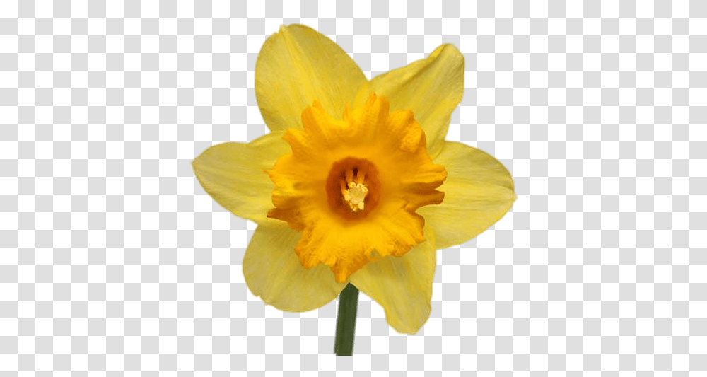 Daffodil Yellow Daffodil, Plant, Flower, Blossom, Rose Transparent Png