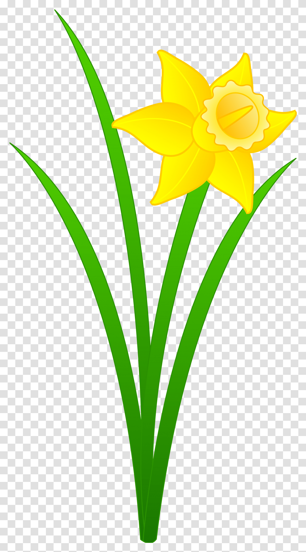 Daffodil Yellow Flower Drawing Free Image Clip Art Daffodil, Plant Transparent Png