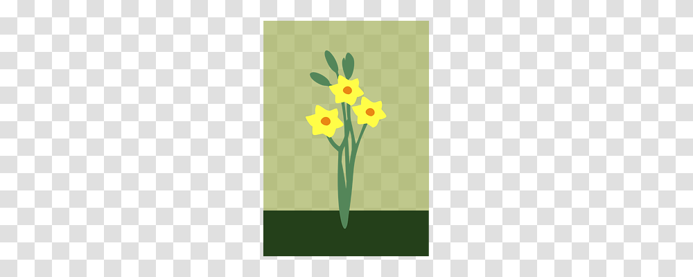 Daffodils Nature, Plant, Flower, Blossom Transparent Png