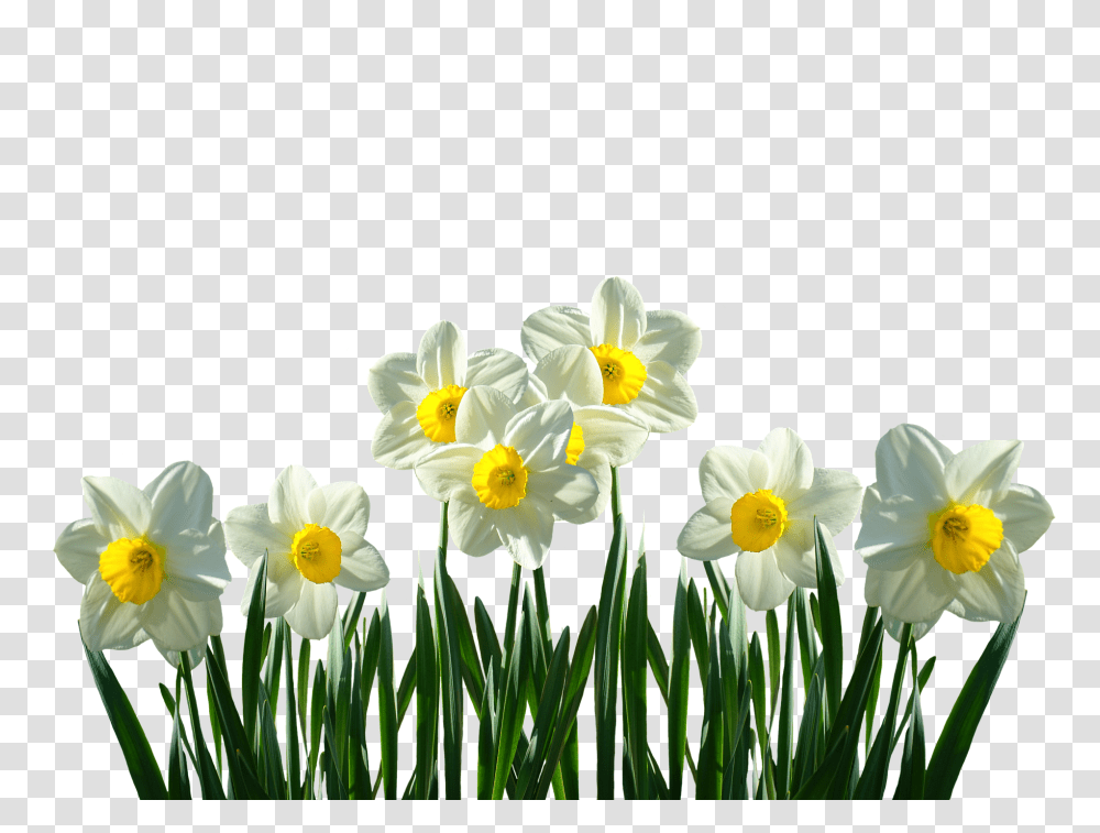 Daffodils Nature, Plant, Flower, Blossom Transparent Png