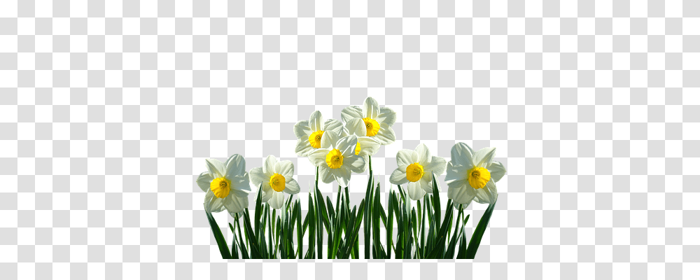 Daffodils Nature, Plant, Flower, Blossom Transparent Png