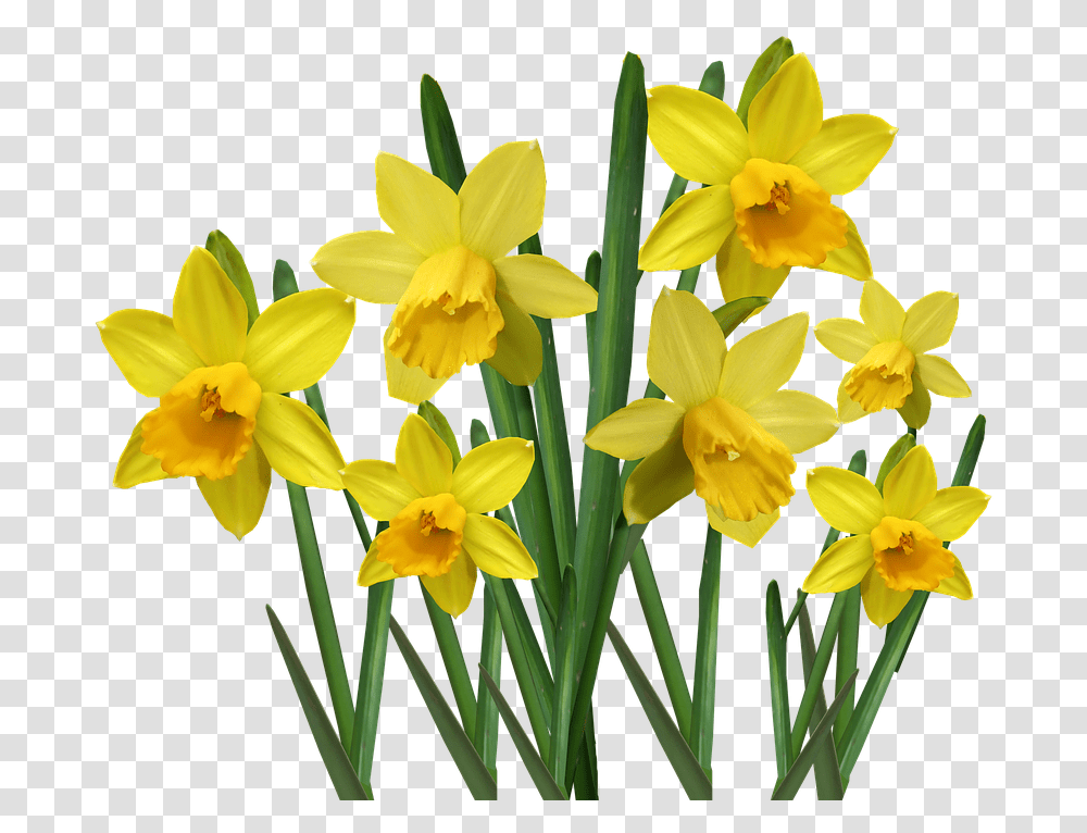Daffodils Bulbs Flowers Garden Nature Cut Out Onkile, Plant, Blossom Transparent Png