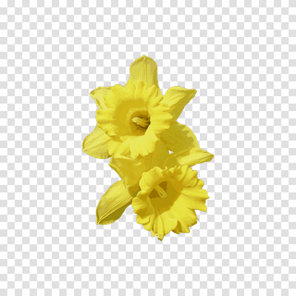 Daffodils Cartoon Daffodil, Plant, Flower, Blossom, Rose Transparent Png