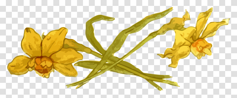 Daffodils Clip Arts Clip Art, Plant, Food, Vegetable, Produce Transparent Png