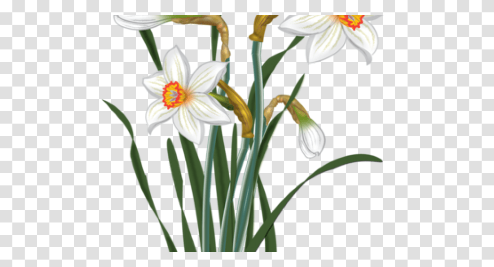 Daffodils Clipart Mothering Sunday, Plant, Flower, Blossom, Amaryllidaceae Transparent Png