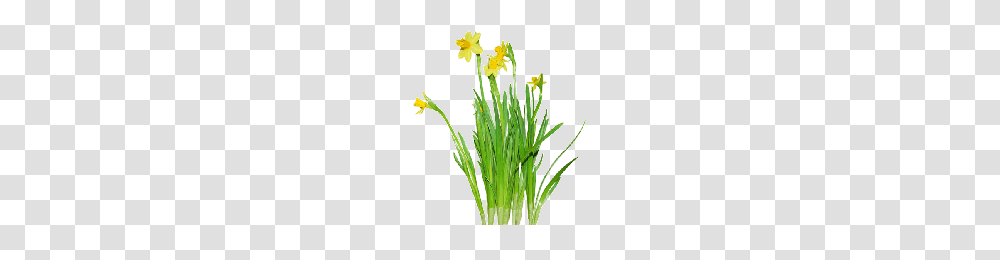 Daffodils Clipart One, Plant, Flower, Blossom, Daisy Transparent Png