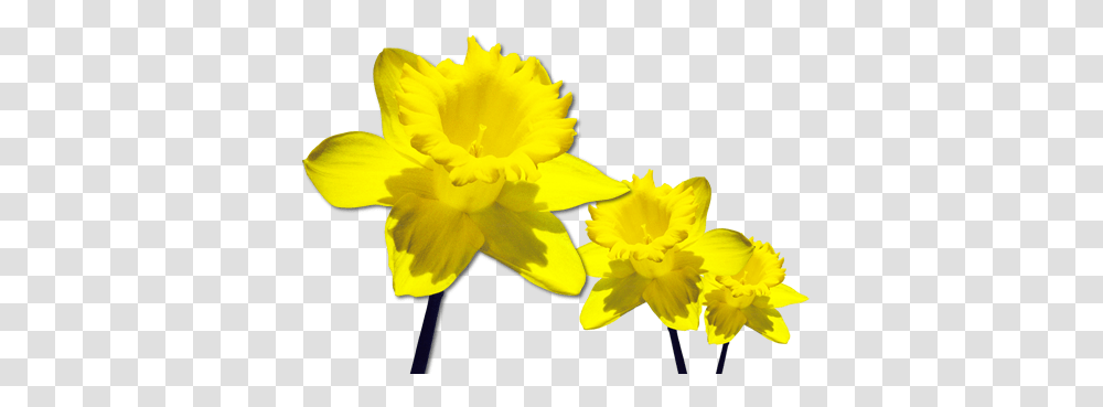 Daffodils Clipart Wind, Plant, Flower, Blossom Transparent Png