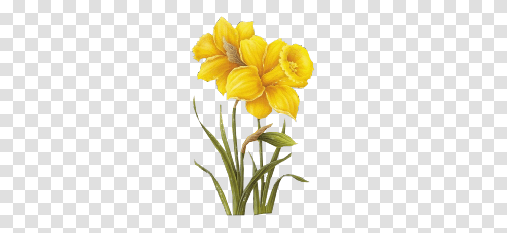 Daffodils Flower Images Free Clipart, Plant, Blossom, Amaryllidaceae, Lily Transparent Png