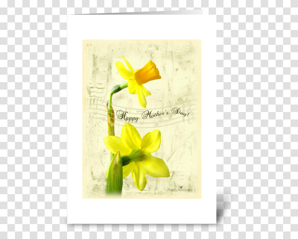 Daffodils For Mother's Day Greeting Card Narcissus, Plant, Flower, Blossom, Envelope Transparent Png