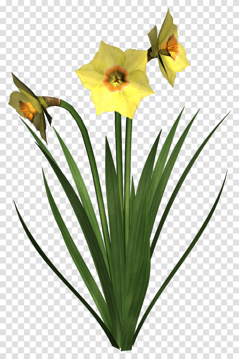 Daffodils Free Image Dafodile, Plant, Flower, Blossom, Amaryllidaceae Transparent Png