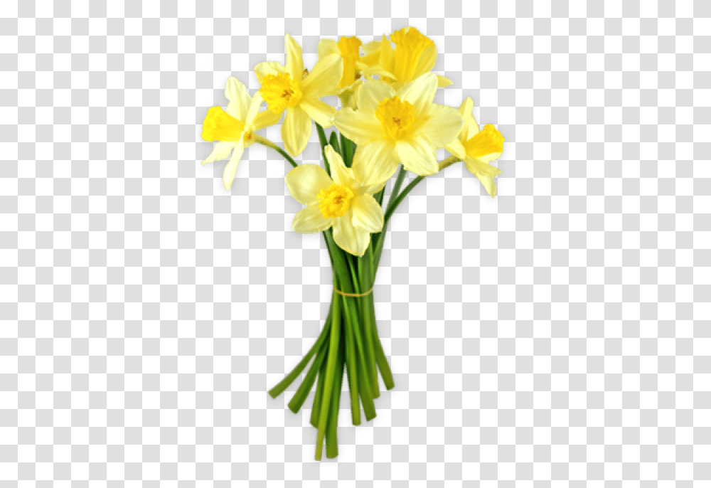 Daffodils Images, Plant, Flower, Blossom Transparent Png