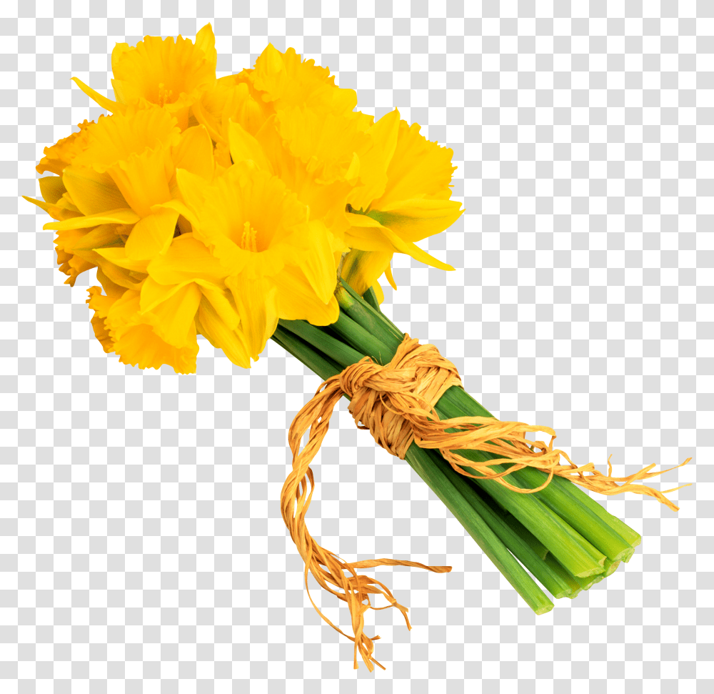 Daffodils In Format Daffodil, Plant, Flower, Blossom, Flower Bouquet Transparent Png