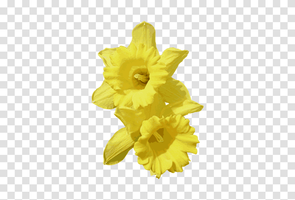 Daffodils, Nature, Plant, Flower, Blossom Transparent Png
