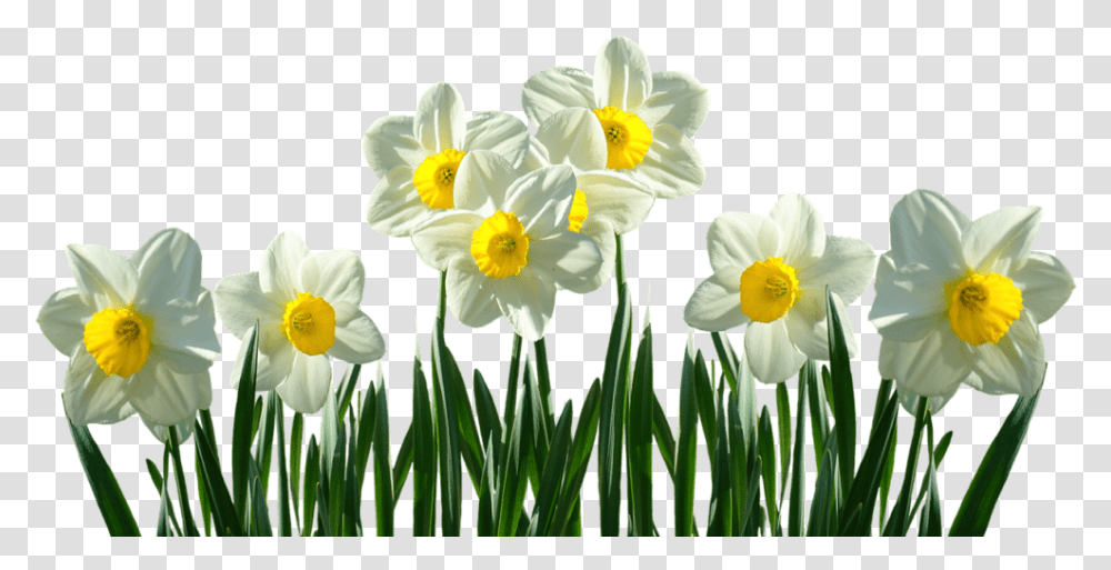 Daffodils, Plant, Flower, Blossom, Petal Transparent Png