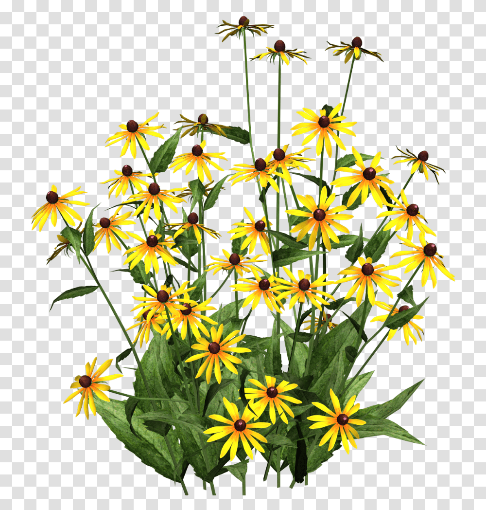 Daffodils Poplar Blackeyed Susans Black Eyed Susan, Plant, Flower, Asteraceae, Daisy Transparent Png