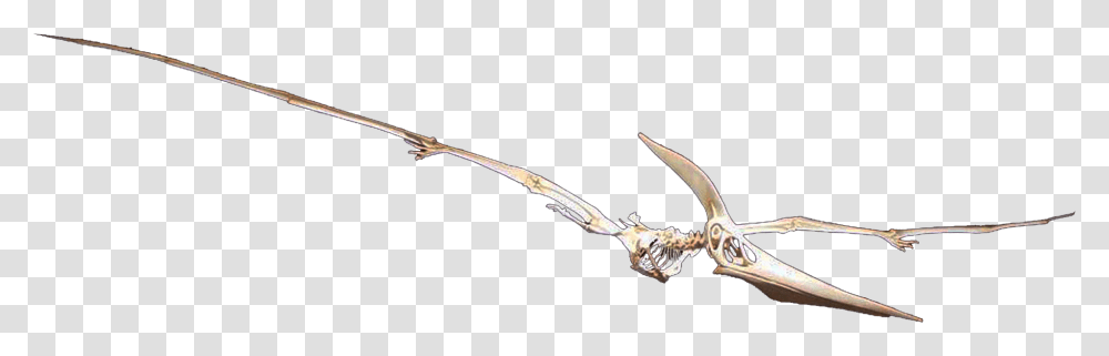 Dagger, Bow, Animal, Skeleton, Arrow Transparent Png