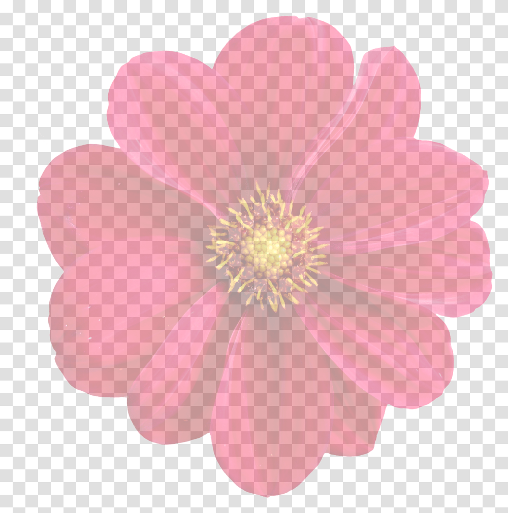 Dahlia Nature, Flower, Plant, Blossom Transparent Png