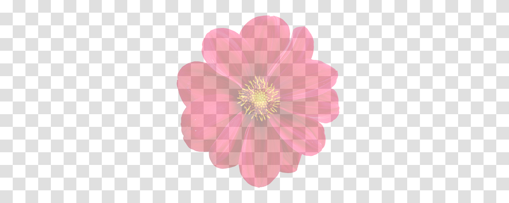 Dahlia Nature, Flower, Plant, Blossom Transparent Png