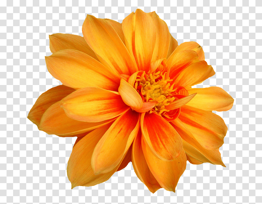 Dahlia 960, Flower, Plant, Blossom, Anther Transparent Png