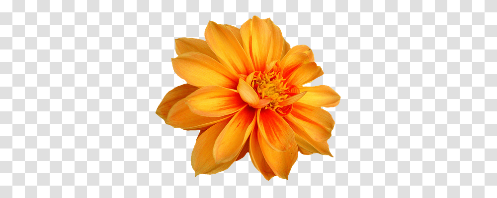 Dahlia Nature, Flower, Plant, Blossom Transparent Png