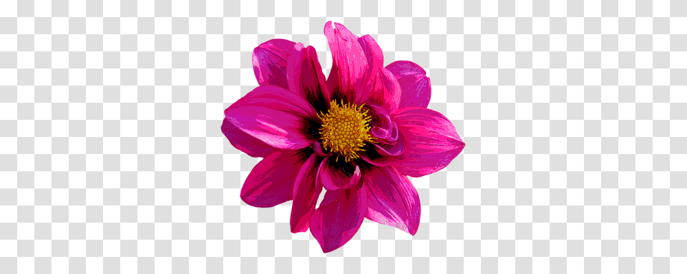 Dahlia Nature, Pollen, Plant, Flower Transparent Png