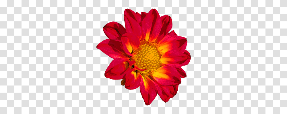 Dahlia Nature, Plant, Flower, Blossom Transparent Png