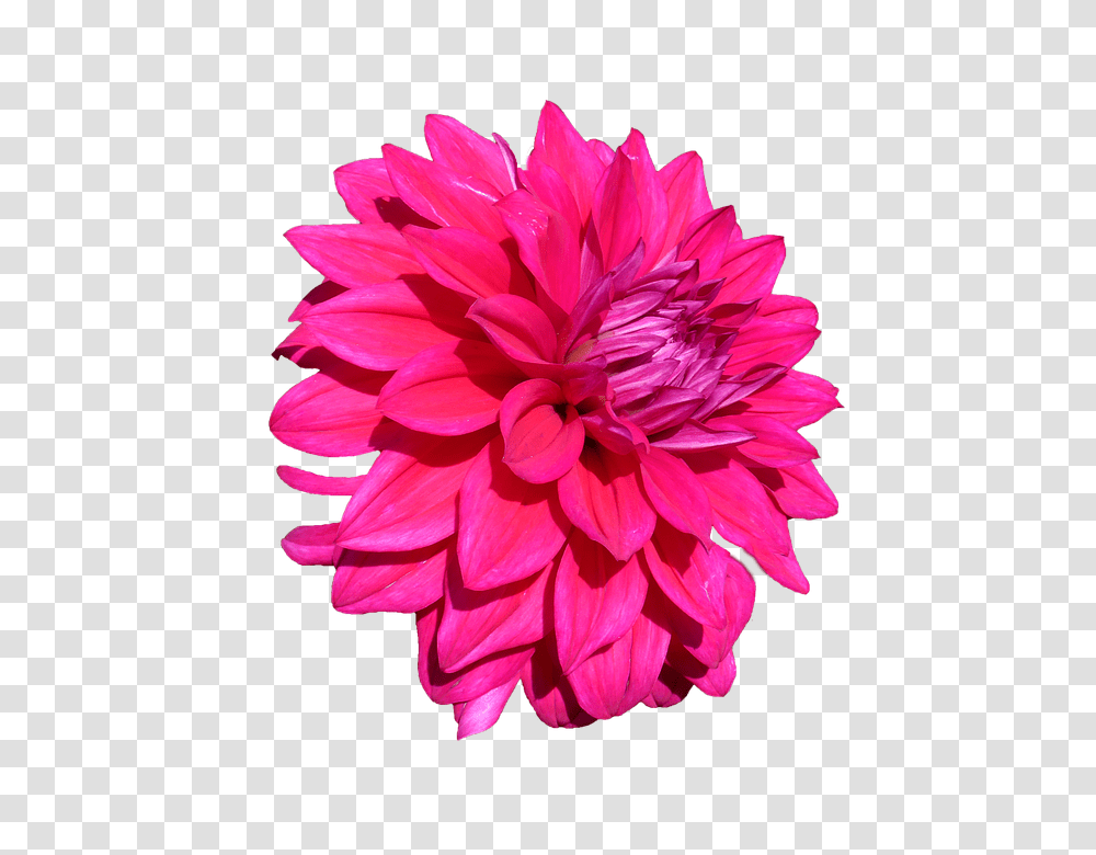 Dahlia 960, Flower, Plant, Blossom, Petal Transparent Png