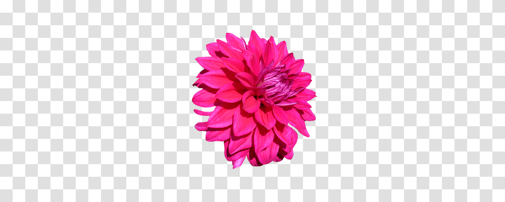 Dahlia Nature, Flower, Plant, Blossom Transparent Png