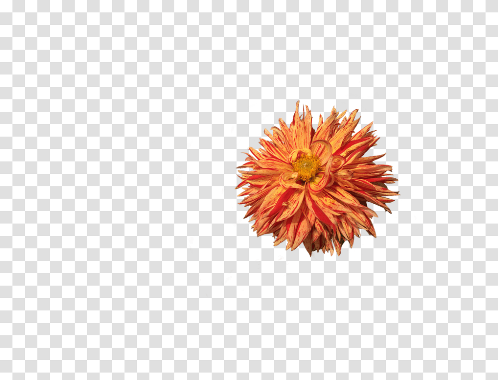 Dahlia 960, Flower, Plant, Petal, Pollen Transparent Png