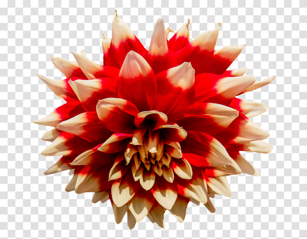 Dahlia 960, Flower, Plant, Blossom, Rose Transparent Png