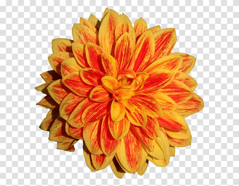 Dahlia 960, Flower, Plant, Blossom, Pineapple Transparent Png