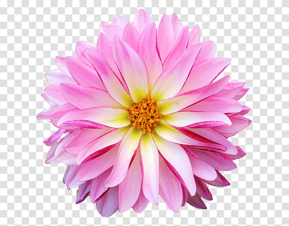 Dahlia 960, Flower, Plant, Blossom, Daisy Transparent Png