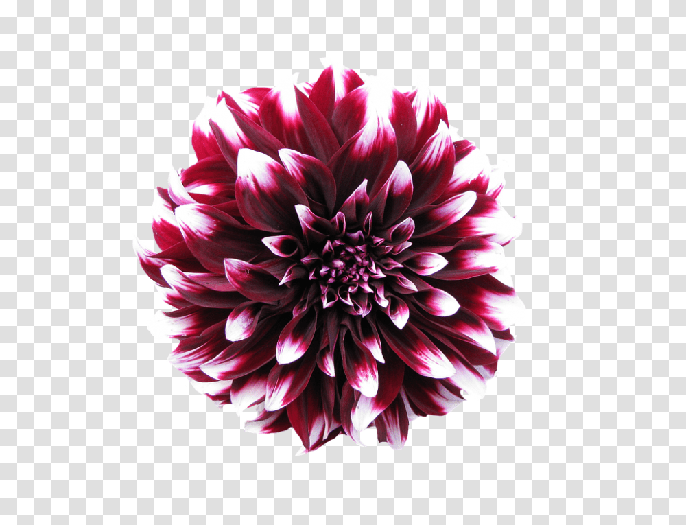 Dahlia 960, Flower, Plant, Blossom Transparent Png