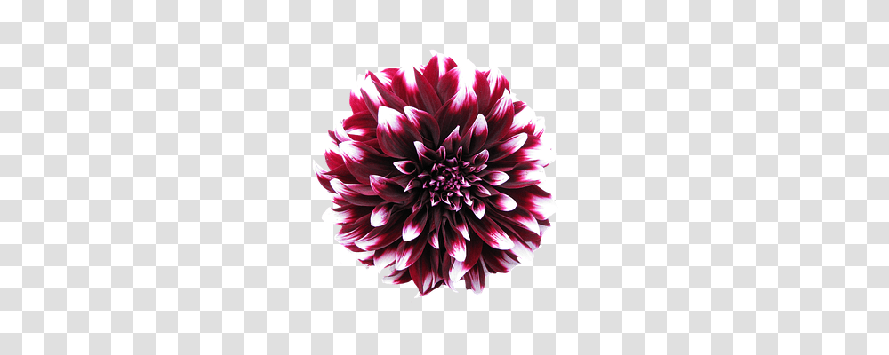 Dahlia Nature, Flower, Plant, Blossom Transparent Png